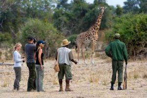 walking_safari_with_giraffe__large__medium